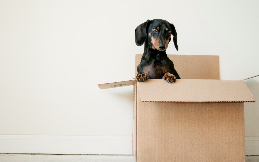 Moving With Pets: 9 Tried-and-True Tricks to Make the Transition Smoother